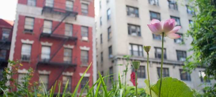 Lotus garden residence